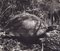 Hanna Seidel, Galápagos Turtle, Schwarz-Weiß-Fotografie, 1960er 1