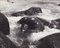 Fotografía en blanco y negro de Hanna Seidel, Foca de Galápagos, años 60, Imagen 1