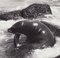Fotografía en blanco y negro de Hanna Seidel, Foca de Galápagos, años 60, Imagen 2