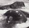 Hanna Seidel, Galápagos Seal, Schwarz-Weiß-Fotografie, 1960er 2