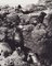 Fotografía en blanco y negro de Hanna Seidel, Focas de Galápagos, años 60, Imagen 2