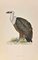 Alexander Francis Lydon, Griffon Vulture, Holzschnitt, 1870 1