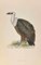 Alexander Francis Lydon, Griffon Vulture, Woodcut Print, 1870, Image 1