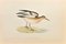 Alexander Francis Lydon, Buff-Breasted Sandpiper, Gravure sur Bois, 1870 1