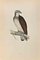 Xilografía de Alexander Francis Lydon, águila pescadora, 1870, Imagen 1