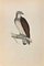 Xilografia di Alexander Francis Lydon, Osprey, 1870, Immagine 1