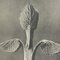 Karl Blossfeldt, Black & White Flower, 1942, Heliogravüre 6