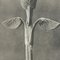 Karl Blossfeldt, Black & White Flower, 1942, Photogravure 5