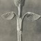 Karl Blossfeldt, Fleur Noire et Blanche, 1942, Photogravure 5