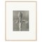 Karl Blossfeldt, Black & White Flower, 1942, Photogravure 13