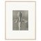 Karl Blossfeldt, Black & White Flower, 1942, Photogravure, Image 13