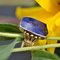 18 Karat Yellow Gold Ring with 5.20 Carat Lapis Lazuli, France, 1940s, Image 13