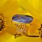 Anello in oro giallo 18 carati con 5,20 carati lapislazzuli, Francia, anni '40, Immagine 16
