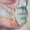 Vintage Hand Painted Anatomic Poster of Human Face 5