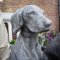 Dog Garden Sculpture in Concrete 4