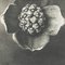 Karl Blossfeldt, Flower, Black & White Photogravure, 1942, Framed 5