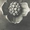 Karl Blossfeldt, Flower, Black & White Photogravure, 1942, Gerahmt 5