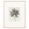 Karl Blossfeldt, Flower, Black & White Photogravure, 1942, Framed 1