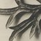 Karl Blossfeldt, Flower, Black & White Photogravure, 1942, Framed, Image 12