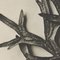 Karl Blossfeldt, Flower, Black & White Photogravure, 1942, Framed, Image 8