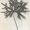 Karl Blossfeldt, Flower, Black & White Photogravure, 1942, Framed 5