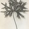 Karl Blossfeldt, Flower, Black & White Photogravure, 1942, Framed, Image 5