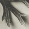 Karl Blossfeldt, Flower, Black & White Photogravure, 1942, Framed, Image 11