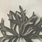 Karl Blossfeldt, Flower, Black & White Photogravure, 1942, Framed 6