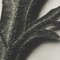 Photogravure Karl Blossfeldt, Fleur, Noir & Blanc, 1942, Encadrée 10