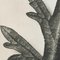 Fotograbado en blanco y negro de Karl Blossfeldt, 1942, enmarcado, Imagen 8