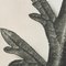 Karl Blossfeldt, Fiore, bianco e nero, 1942, Incorniciato, Immagine 8