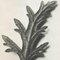 Karl Blossfeldt, Flower, Black & White Photogravure, 1942, Gerahmt 6