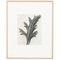 Karl Blossfeldt, Fiore, bianco e nero, 1942, Incorniciato, Immagine 1