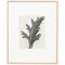 Photogravure Karl Blossfeldt, Fleur, Noir & Blanc, 1942, Encadrée 1