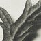 Karl Blossfeldt, Flower, Black & White Photogravure, 1942, Framed, Image 11