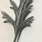 Photogravure Karl Blossfeldt, Fleur, Noir & Blanc, 1942, Encadrée 5