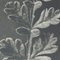 Karl Blossfeldt, Flower, Black & White Photogravure, 1942, Gerahmt 8