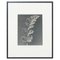 Karl Blossfeldt, Fiore, bianco e nero, 1942, Incorniciato, Immagine 1