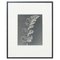 Karl Blossfeldt, Flower, Black & White Photogravure, 1942, Framed, Image 1