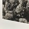 Karl Blossfeldt, Flower, Black & White Photogravure, 1942, Framed, Image 14