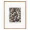 Karl Blossfeldt, Flower, Black & White Photogravure, 1942, Framed 1