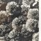 Karl Blossfeldt, Fiore, bianco e nero, 1942, Incorniciato, Immagine 12