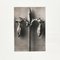 Karl Blossfeldt, Fiore, bianco e nero, 1942, Incorniciato, Immagine 4