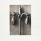 Photogravure Karl Blossfeldt, Fleur, Noir & Blanc, 1942, Encadrée 4