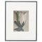 Karl Blossfeldt, Flower, Black & White Photogravure, 1942, Framed 1