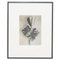 Fotograbado en blanco y negro de Karl Blossfeldt, 1942, enmarcado, Imagen 1
