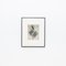 Karl Blossfeldt, Flower, Black & White Photogravure, 1942, Framed, Image 2