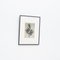 Karl Blossfeldt, Flower, Black & White Photogravure, 1942, Framed 4