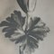 Karl Blossfeldt, Flower, Black & White Photogravure, 1942, Framed, Image 7
