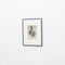 Karl Blossfeldt, Flower, Black & White Photogravure, 1942, Framed, Image 3